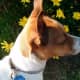 my-dog-misha
