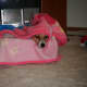 my-dog-misha