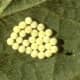 Stink bug females can lay as many as 300 eggs at one time.