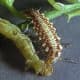 Lacewing larvae are very predatory. Here, a lacewing larva attacks and eats a catepillar. 