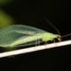 Adult lacewings have transparent wings. They may be green or light brown.