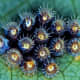 Assassin bug eggs are brown.