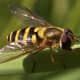 Although adult hover flies resemble bees, they don't sting.