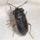 Bigeyed bugs are usually black or gray.