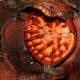 The Rafflesia flower in the process of wilting after several days of blooming
