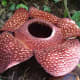 The Rafflesia flower in full bloom