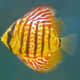 25-best-blogs-covering-aquariums-aquacrists-and-tropical-fish
