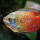 25-best-blogs-covering-aquariums-aquacrists-and-tropical-fish