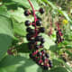 These are elderberries. Don't eat them.