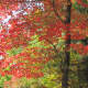 NH maple tree autumn - look for interesting lines with the tree trunks, colorful drifts of leaves...