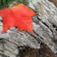 Some silvered wood, well-weathered provides the contrast to set off this maple leaf. 