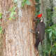 The photo of a pileated woodpecker was taken in Central Florida.