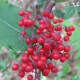 Red berries in the fall to photograph.