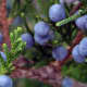 Berries on a Kansas cedar tree.