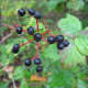 I liked the red stem on this cluster of berries.