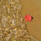 Another view of the leaf on the lake shore.
