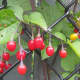 The grouping of these berries intrigued me. They look like a cluster of lights.