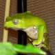 My giant waxy monkey tree frog, Phyllomedusa bicolor, also known as Zoidberg