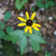 A black-eyed susan on the trail.