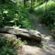 The Ox Creek parking area leading up the trail.