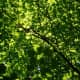 I loved the way the leaves captured the light in the forest canopy.