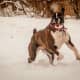 My dog loves playing in the snow