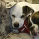 boxer-gifts-for-the-dog-lover
