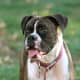 Isn't my Boxer pretty?
