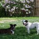 boxer-gifts-for-the-dog-lover