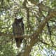 Great Horned Owl Perched in Tree.