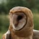I think that Barn Owls are the most beautiful of all the owls.