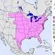 Screech Owl Range Map