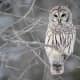 Barred Owl shows the beautiful streaking of the feathers.