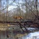 amur-leopard-a-critically-endangered-species