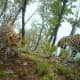 Amur leopards in their habitat