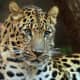 Panthera pardus orientalis, Philadelphia Zoo