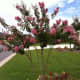 When you can have this with little effort?  This was our one and only crepe myrtle at our former home in central Florida. It was in its second bloom cycle when this photo was taken. As you can see, there are lots of buds still to open that will dazzl