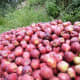 Apples of Kinnaur