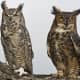 facts-about-great-horned-owls