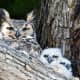 Great Horned Owl with owlets