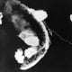 The Yamato under air attack attempting to avoid Allied dive bombers.