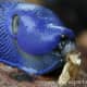 A carpathan blue slug - having its lunch.
