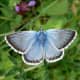 The male chalk hill blue butterfly (Polyommatus coridon) is not quite as bright as the adonis blue butterfly, but is every bit as beautiful.   This gorgeous butterfly is found in many places across southern England.