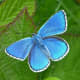This is the adonis blue butterfly (Polyommatus bellargus).  Only the male adonis is blue; the female is a chocolate brown color.