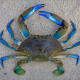 The blue crab