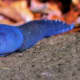 The carpathian blue slug is a large land slug.