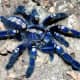 This amazing blue arachnid is known by many names, including peacock tarantula, Gooty tarantula, metallic tarantula, peacock parachute spider and salepurgu.   They only look irridescent, but  researchers at the University of Akron say they aren't.