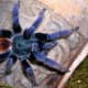 This is an adult male greenbottle blue (Chromatopelma cyaneopubescens) tarantula, native to Venezuela.