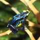This blue, black and yellow amphibian is called the dyeing poison dart frog (Dendrobates tinctorius) - found in small isolated areas in French Guinea and northeastern Brazil.  They are highly toxic!