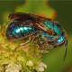 A metallic blue bee (Augochlora pura) -  photographed in Florida.